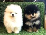 Pomeranian Dişi Ve Erkek Bebeklerimiz