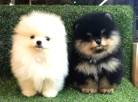 Pomeranian Dişi Ve Erkek Bebeklerimiz görsel
