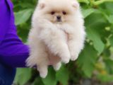Pomeranian Dişi Ve Erkek Bebeklerimiz