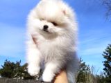Pomeranian Dişi Ve Erkek Bebeklerimiz