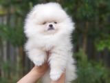 Pomeranian dişi ve erkek bebeklerimiz