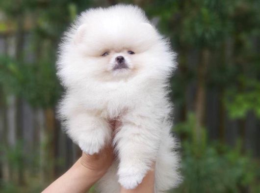 Pomeranian dişi ve erkek bebeklerimiz