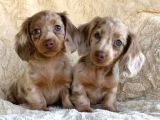 Krem Ve Çikolata Renk Longhair Dachshund  Nadir Güzellik