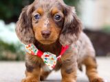 Krem ve Çikolata Renk Longhair Dachshund  Nadir Güzellik
