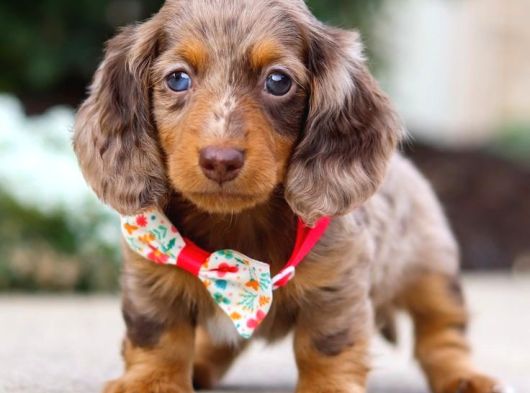 Krem Ve Çikolata Renk Longhair Dachshund  Nadir Güzellik
