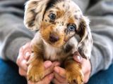 Krem Ve Çikolata Renk Longhair Dachshund  Nadir Güzellik