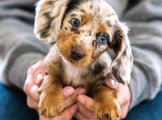 Krem Ve Çikolata Renk Longhair Dachshund  Nadir Güzellik görsel
