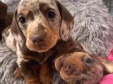 Veteriner Kontrolleri Tam Safkan Dachshund Yavrular