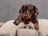 Veteriner Kontrolleri Tam Safkan Dachshund Yavrular
