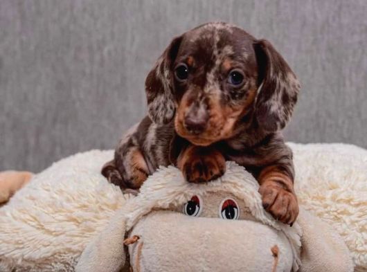 Veteriner Kontrolleri Tam Safkan Dachshund Yavrular görsel