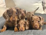 Veteriner Kontrolleri Tam Safkan Dachshund Yavrular