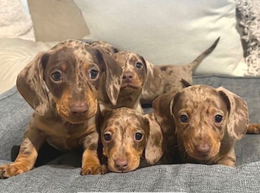 Veteriner Kontrolleri Tam Safkan Dachshund Yavrular görsel
