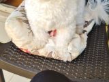 1 Buçuk Yaşında Maltese Terrier