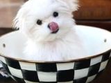 Korean Maltese Teacup Bebekler