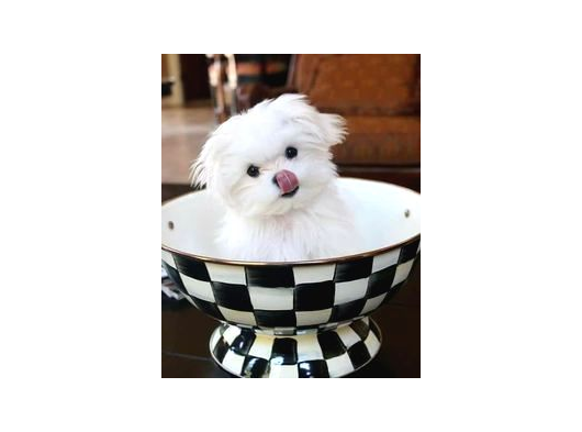 Korean Maltese Teacup Bebekler görsel