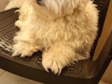 1 Buçuk Yaşında Maltese Terrier