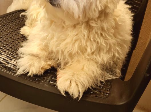 1 Buçuk Yaşında Maltese Terrier görsel