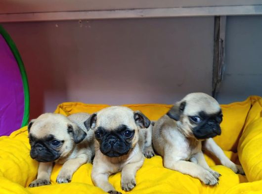 Hamburger Surat Pug Mops Bebekler görsel