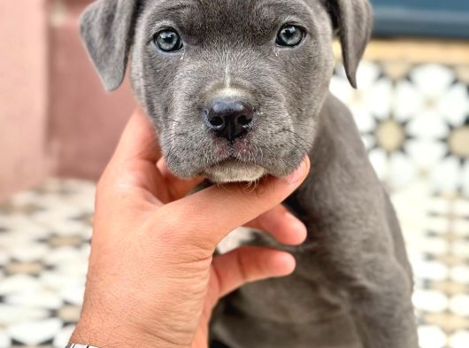 Kali̇teli̇ İtalyan Masti̇ff Cane Corso Yavrular görsel