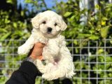 Kar Beyaz Maltese Yavrular