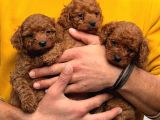 HER RENK POODLE BEBEKLER MEVCUT