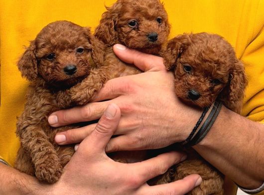 Her Renk Poodle Bebekler Mevcut