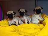 HAMBURGER SURAT PUG MOPS BEBEKLER