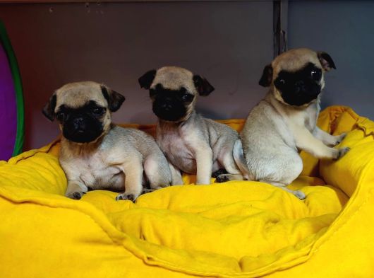 Hamburger Surat Pug Mops Bebekler