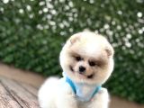 Irk Garanti̇li̇ Pomerani̇an Boo Yavrularimiz