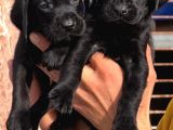 Orji̇nal Kanada Labrador Yabrular Hazir