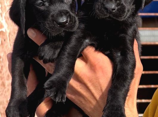 Orji̇nal Kanada Labrador Yabrular Hazir görsel