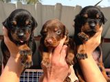 KIZIL-SİYAH DOBERMAN YAVRULAR MEVCUT