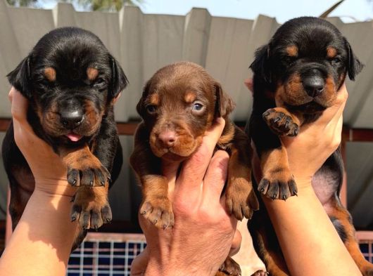 Kizil-Si̇yah Doberman Yavrular Mevcut
