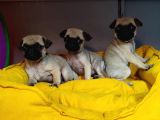 Hamburger Surat Pug Mops Bebekler
