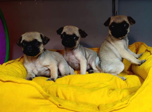 Hamburger Surat Pug Mops Bebekler görsel