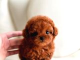 Core Babadan Poodle Bebekler