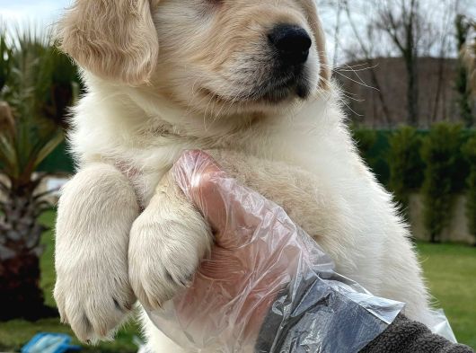 Baby Face Golden Yavruları görsel