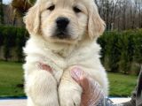 Baby Face Golden Yavruları
