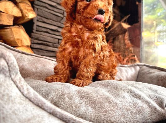 En Özel Toy Poodle Bebekleri Sizleri Bekliyor görsel