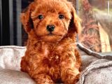 En Özel Toy Poodle Bebekleri Sizleri Bekliyor