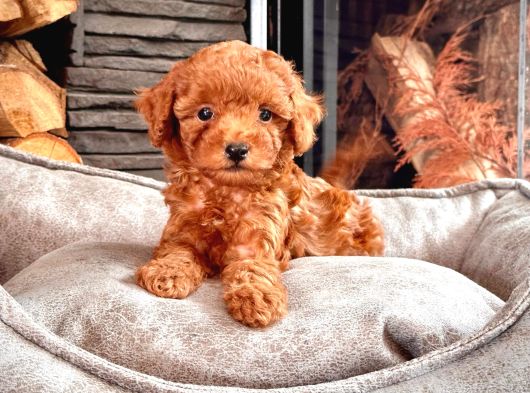 En Özel Toy Poodle Bebekleri Sizleri Bekliyor