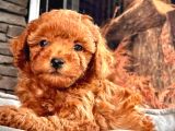 En Özel Toy Poodle Bebekleri Sizleri Bekliyor