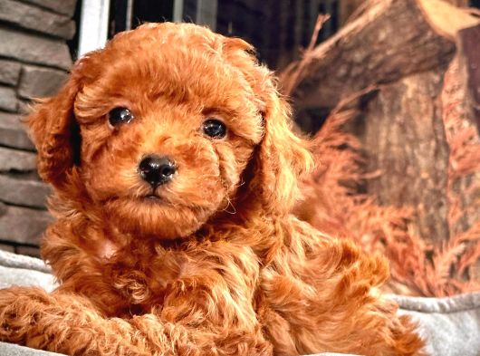 En Özel Toy Poodle Bebekleri Sizleri Bekliyor görsel