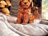 En Özel Toy Poodle Bebekleri Sizleri Bekliyor