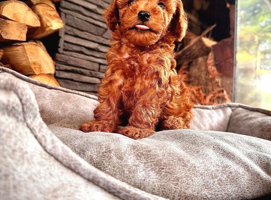 En Özel Toy Poodle Bebekleri Sizleri Bekliyor görsel