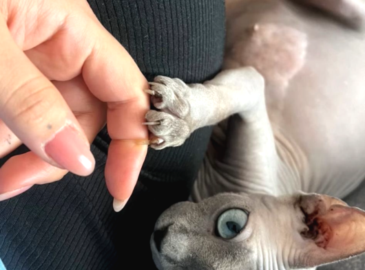 Teslime Hazır 60 Günlük Elf Ve Kanada Yavrular görsel