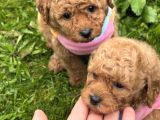 Her Renk Poodle Bebekler Mevcut