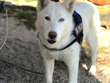 Husky Si̇bi̇rya Kurdu Yavrularimiz Hazir