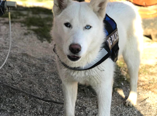 Husky Si̇bi̇rya Kurdu Yavrularimiz Hazir görsel