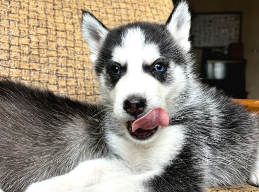 Husky Si̇bi̇rya Kurdu Yavrularimiz Hazir görsel